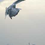 Zpátky na Mácháč...