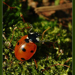 Sakra, kdo to sem narafičil?!?!?