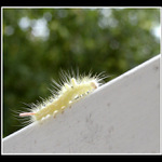 ...cestou k dospelosti...