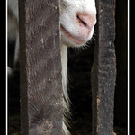 ...v znameni draka...