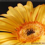 gerbera...