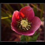  - Jarní,dívkám a ženám na PP -