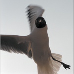 Ahoj Kámo co tu děláš....