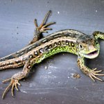 Nemáš něco k snědku?