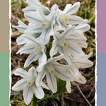 Crazy flower....