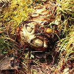  pošklebující se Voodoo