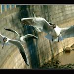 Jonathan Livingston Racek