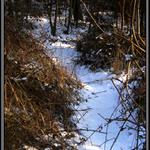 vypadalo to jako pěšinka...