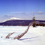 Zátiší se Sněžkou