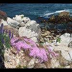 Pacific Grove - Again Happy life of plants...:)