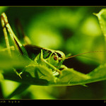 Z oka do oka..........