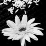 gerbera