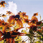 z mravenčí perspektivy