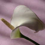 Kala 2