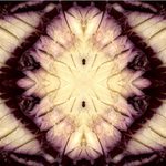 Sladké, slané, kyselé i hořké