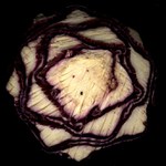 Sladké, slané, kyselé i hořké červené zelí