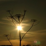 Dárek od knížete Metternicha