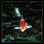 ><)))> Zlatá Rybka <(((><