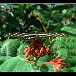 <<< Pred Odletom >>>