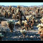 Chcete domů plyšáka?