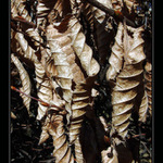 Leafs
