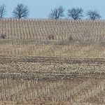 vinohrady, vinohrady...