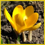 Poslové jara II - Šafrán