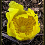 Poslové jara III - Hlaváček