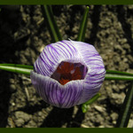 Trochu ranního šafránu