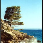 Strom na konci světa...