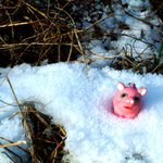 Piggy na sněhu