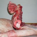 prase