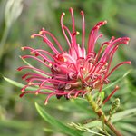 Botanická zahrada LB - 1