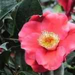 Botanická zahrada LB - 2