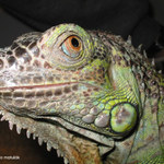 leguan
