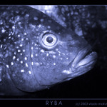 R.Y.B.A.