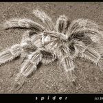 spider