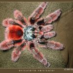 avicularia versicolor