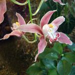 Orchidej