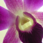 Orchidej