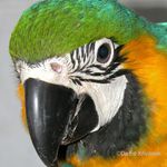 Ara Ararauna