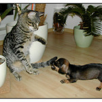 tu skákať nebudeš kamoško!