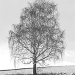 Stromofka - pokus č. 2