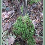 Pohádka z mechu a kapradí...