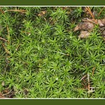 Pohádka z mechu a kapradí II