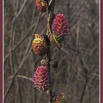 Větvička detailovka