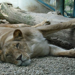Siesta