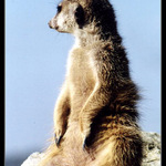 Na stráži
