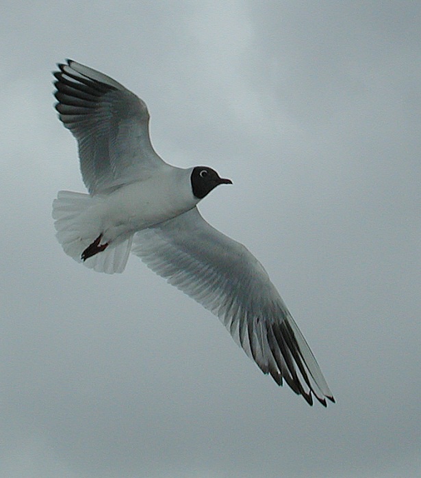 Racek