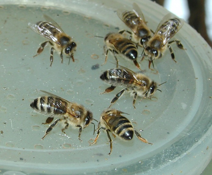 výkrmna